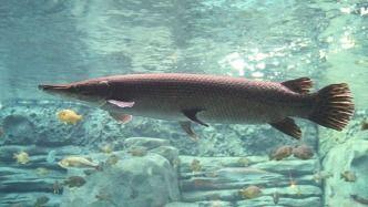 鳄雀鳝最新爆料新闻报道,最新爆料揭示潜在生态危机