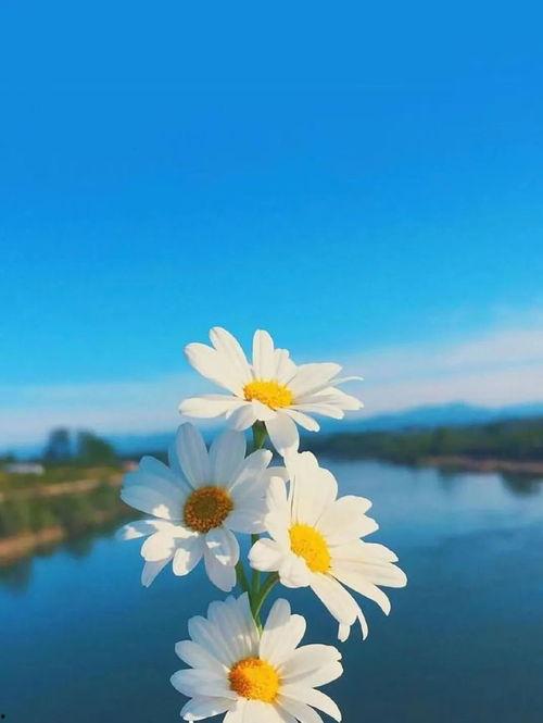 早安最新爆料视频,揭秘视频背后的惊人真相